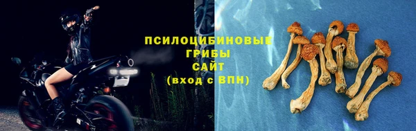 сатива Аркадак