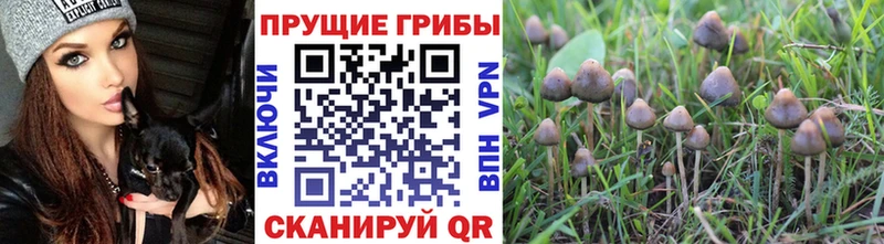 где найти ОМГ ОМГ онион Галлюциногенные грибы Magic Shrooms Чадан